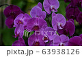 紫色毛茛蘭花 63938126