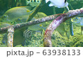 在沖繩海 63938133