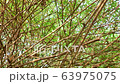 Overgrown branches of bamboo growth in the forest. Abstract background, nature patterns, environment concepts. 63975075