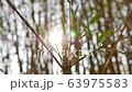 Green leaves of bamboo stem with sunlight bokeh lens flare on background. Ecosystem environment, greenery nature, relaxation, abstract and seasonal concepts.  63975583