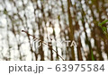Beautiful bokeh background of sunlight glimmering through green leaves of bamboo stem with lens flare. Ecosystem environment, greenery nature, relaxation, abstract and seasonal concepts.  63975584