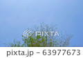 Treetop of bamboo swaying in the wind with clear blue sky on background, summer season. Nature landscape, environment and abstract concepts. 63977673