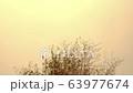 Bamboo treetop swaying in the wind with sunset sky on background. Nature landscape, environment, abstract, vintage retro concepts.  63977674