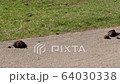 heap of horse manure on urban asphalt 64030338