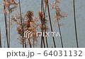 branches of reeds fluttering on the banks of the river 64031132