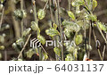 branches with dissolved willow, close-up 64031137
