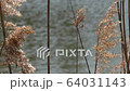 branches of reeds fluttering on the banks of the river 64031143