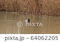 Coot swims alone in search of a partner 64062205