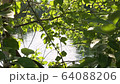 Reflection of sunlight or sunbeams on green leaves of trees against the background of lake water on a Sunny summer day 64088206