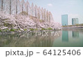 Osaka Castle Sakura 02 64125406