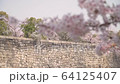 Osaka Castle Sakura 03 64125407