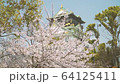 Osaka Castle Sakura 06 64125411