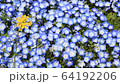 Nanohana and Nemophila 64192206