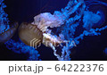 Jellyfish in the aquarium 64222376