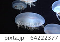 Jellyfish in the aquarium 64222377