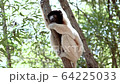 Lemur, Antananarivo, Madagascar 64225033