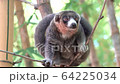 Lemur, Antananarivo, Madagascar 64225034