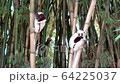 Lemur, Antananarivo, Madagascar 64225037