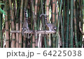 Lemur, Antananarivo, Madagascar 64225038