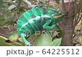 Chameleon, Antananarivo, Madagascar 64225512
