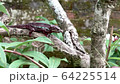 Chameleon predation scene, Antananarivo, Madagascar 64225514