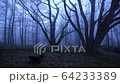 Nagano / fog forest 64233389