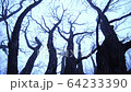 Nagano forest trees 64233390