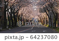 Row of cherry trees in the evening 64237080