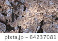 Sunset and cherry blossoms 64237081