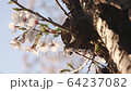 Ant on cherry blossom 64237082