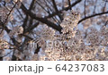 Sunset and cherry blossoms 64237083