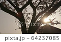 Cherry blossoms, sunset 64237085