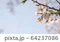 Cherry Blossom	 64237086