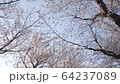 Cherry blossoms in full bloom and blue sky 64237089