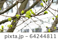 Blooming tree on springtime 64244811