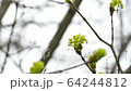Blooming tree on springtime close up 64244812