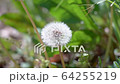 動画素材：タンポポ / Video clip of dandelion 64255219