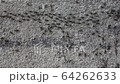 Group of black ants walking on the concrete surface. 64262633