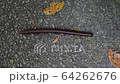 Unpleasant centipede crawling on the asphalt 64262676