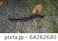 Unpleasant centipede crawling on the asphalt 64262680