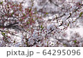 春天風景 64295096