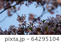 春天風景 64295104
