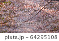 春天風景 64295108