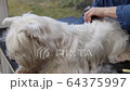 Trimming the back of the West Highland White Terrier Dog.  64375997
