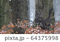 Brown owl is sitting on a tree branch 64375998