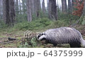 European Badger searching for food 64375999