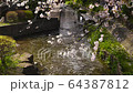 Cherry blossoms and flower raft in an artificial waterway (two waters) in Kawasaki City, Kanagawa Prefecture 64387812