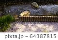 Cherry blossom raft in an artificial waterway (two waters) in Kawasaki City, Kanagawa Prefecture 64387815