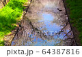 Reflections of cherry blossoms and spot-billed ducks on the Aso River in Kawasaki City, Kanagawa Prefecture 64387816
