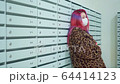 Beautiful young asian girl colored hair medical mask near mailboxes 64414123